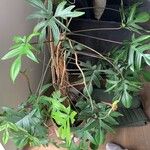 Philodendron pedatum Fuelha
