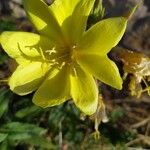 Oenothera stricta Flower