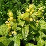 Lamium galeobdolonŽiedas