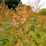 Macleaya microcarpa