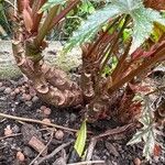 Begonia aconitifolia Kora