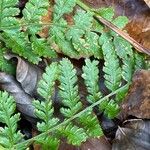 Dryopteris dilatata Blad