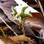 Obolaria virginica Fiore