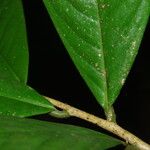 Uvariodendron molundense Hoja