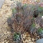 Haworthia fasciata Habitus