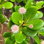 Codia nitida Flower