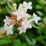 Abelia x grandiflora Flower