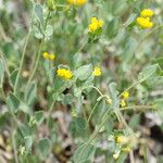 Coronilla scorpioides Leaf