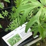 Syneilesis aconitifolia Hoja