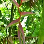 Heliconia chartacea Floro