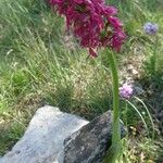 Orchis × bergonii