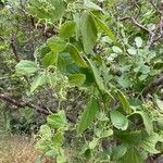 Cissus rotundifolia Blomma