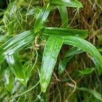 Coelogyne fimbriata Leaf