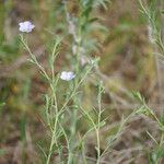 Linum pratense Агульны выгляд