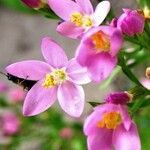 Centaurium erythraea Blüte