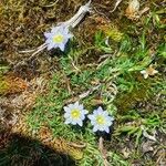 Gentiana sedifolia Flower