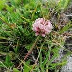 Trifolium thalii ফুল