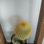 Parodia lenninghausii Fuelha