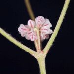 Eriogonum dasyanthemum ফুল