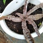 Cryptanthus fosterianusFolha