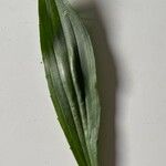 Plantago lanceolataপাতা