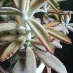 Kalanchoe tomentosa Folha