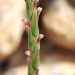 Crucianella latifolia Blomst