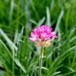 Armeria alpina Frunză