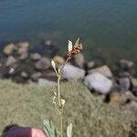 Atriplex portulacoides Virág