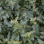 Chenopodiastrum murale Other