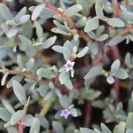 Sesuvium portulacastrum പുഷ്പം