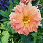 Dahlia pinnataFlower