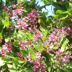 Robinia neomexicana Flor