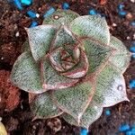 Echeveria purpusiorum Folha