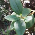 Peperomia glabella Leaf