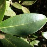Gmelina evoluta Hoja