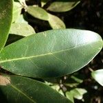 Gmelina evoluta Leaf