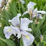 Iris florentinaLorea