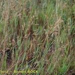 Agrostis marysae-tortiae