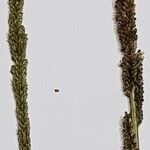 Sporobolus indicus 花
