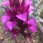 Anacamptis papilionacea Цвят