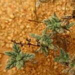 Neurada procumbens Лист