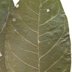 Eriotheca longitubulosa Otro