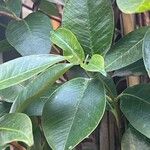 Mandevilla sanderi 葉