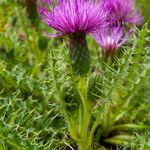 Cirsium acaule Pokrój