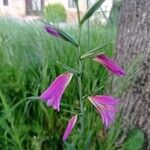 Gladiolus italicus Sonstige