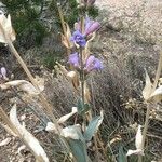 Penstemon secundiflorus অভ্যাস