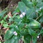 Elephantopus elatus Flower