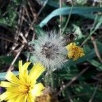 Hieracium sabaudum Fruit