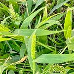 Setaria adhaerens Flower